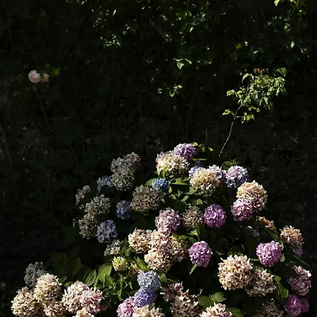 Aroma 2